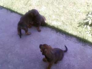 Vand 3 pui Bullmastiff 200 Ron Buc.