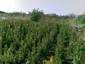 vand buxus