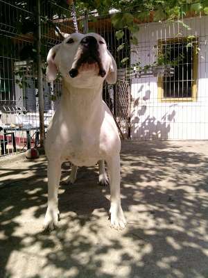 vind dog argentinian