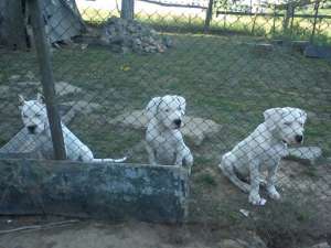 vind dog argentinian