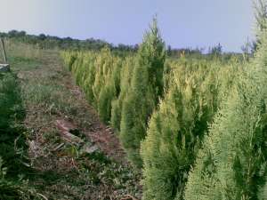 vand buxus