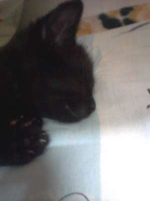 ofer pisica spre adoptie
