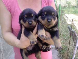 Vand catei rottweiler fara codita