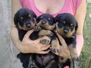 Vand catei rottweiler fara codita