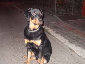 Rottwailer la 1 an si 4 luni talie mare vaccinurile la zi