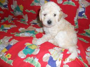 Vand pui catei Bichon Havanez