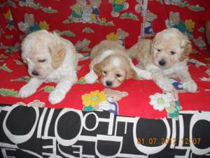 Vand pui catei Bichon Havanez