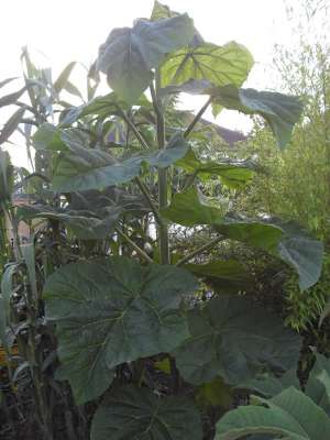 Paulownia ELONGATA / TOMENTOSA puiet 20 cm - octombrie 2013