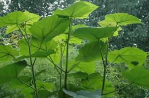 Paulownia ELONGATA / TOMENTOSA puiet 20 cm - octombrie 2013