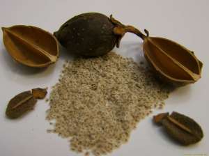 Paulownia ELONGATA / TOMENTOSA puiet 20 cm - octombrie 2013