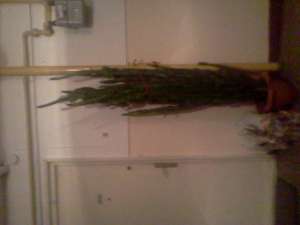 vand cactus