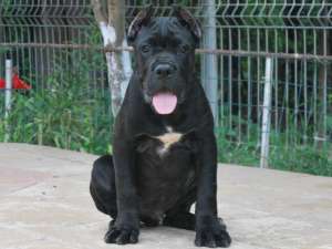 Pui cane corso de calitate !