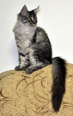Vand fete Maine Coon de calitate EXCEPTIONALA