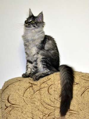 Vand fete Maine Coon de calitate EXCEPTIONALA