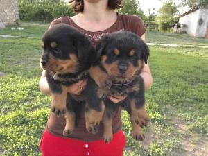 Pui rottweiler de talie mare de vanzare in Canisa Rottmaster !!!