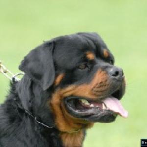 Pui rottweiler de talie mare de vanzare in Canisa Rottmaster !!!