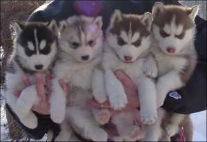 SUPER OFERTA DE LA CRESCATOR!! CATELUSI HUSKY SUPERBI"!!!