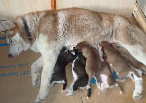 SUPER OFERTA DE LA CRESCATOR!! CATELUSI HUSKY SUPERBI"!!!