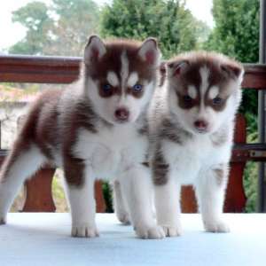 SUPER OFERTA DE LA CRESCATOR!! CATELUSI HUSKY SUPERBI"!!!