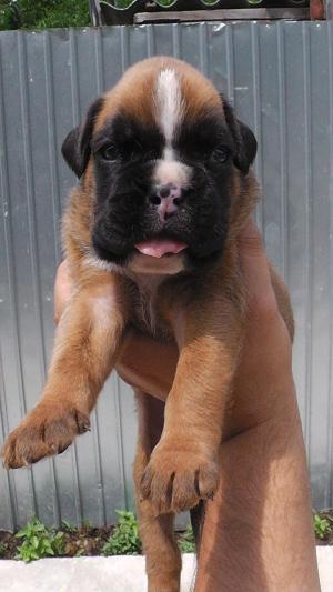 Pui boxer de vanzare