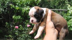 Pui boxer de vanzare