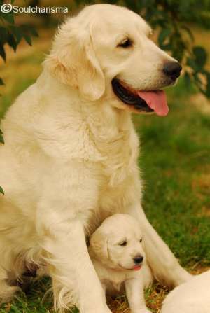 Pui Golden Retriever de exceptie
