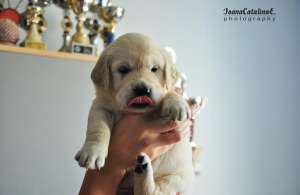 Pui Golden Retriever de exceptie