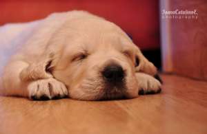 Pui Golden Retriever de exceptie