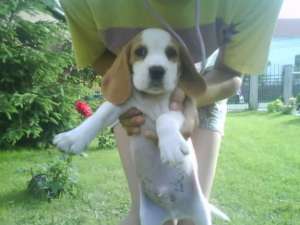 vand beagle tricolori si bicolori la super pret