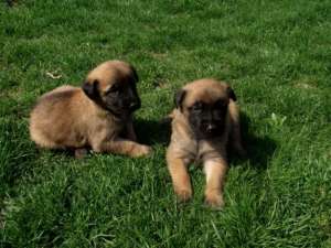 Pui ciobanesc belgian malinois