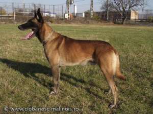 Pui ciobanesc belgian malinois
