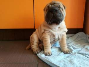 vand pui sharpei superb