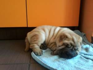 vand pui sharpei superb