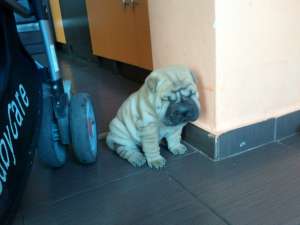 vand pui sharpei superb