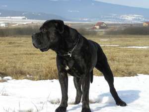 Dogo Canario