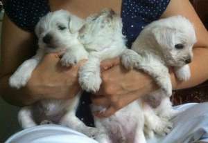 vand pui westie