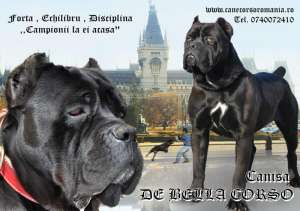 Super pui cane corso