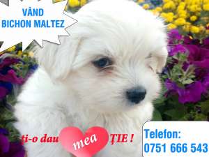 Bichon Maltez