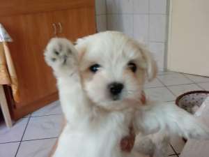 Bichon Maltez