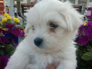Bichon Maltez