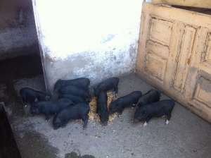 Porci vietnamezi