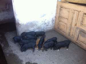 Porci vietnamezi