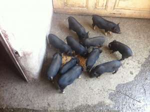 Porci vietnamezi