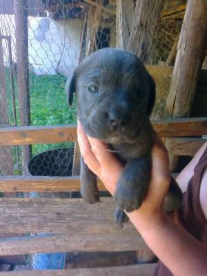 oferta!!!cane corso