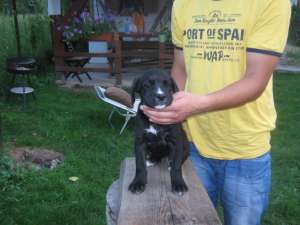 femela cane corso