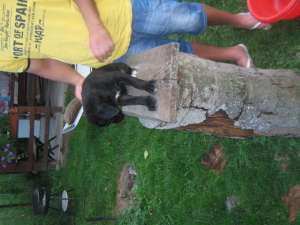 femela cane corso