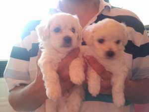 bichoni frise albi