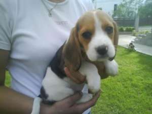 Beagle de vanzare
