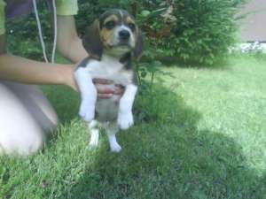 Beagle de vanzare