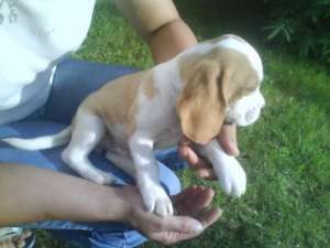 Beagle de vanzare